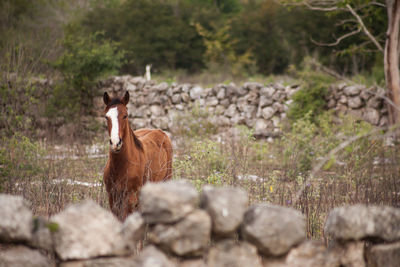 View of a horse at the outdoors