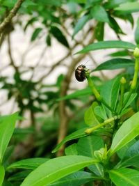 Close-up of insect on plant