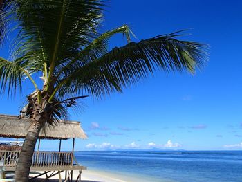 Palm trees on beach