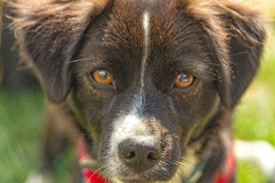 Close-up portrait of dog