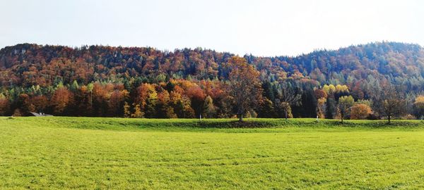 Scenic view of autumn trees on field against sky