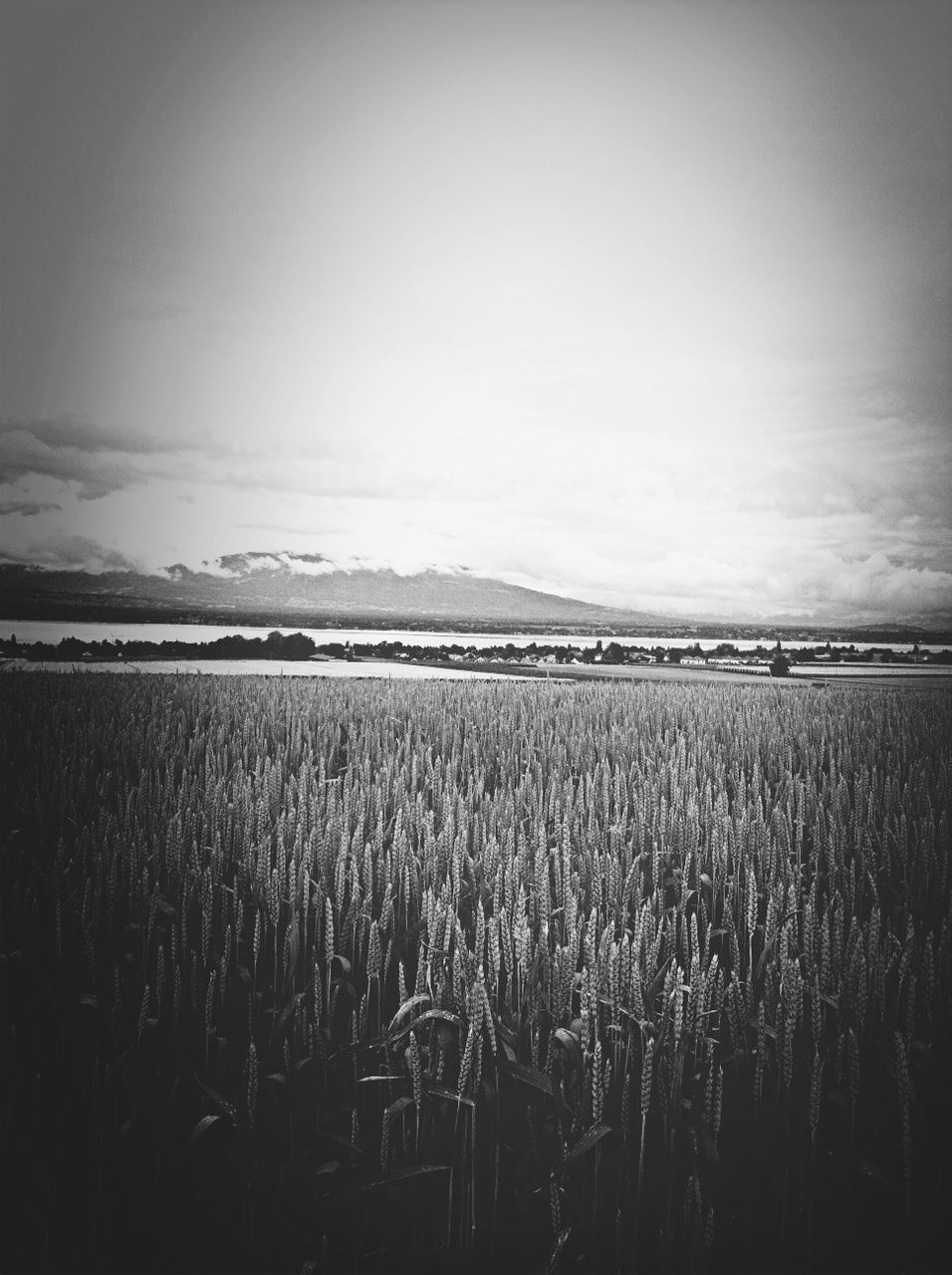 field, sky, tranquil scene, agriculture, tranquility, rural scene, landscape, grass, nature, scenics, plant, beauty in nature, growth, farm, water, crop, outdoors, no people, cultivated land, idyllic