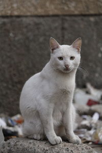 Portrait of cat sitting outdoors