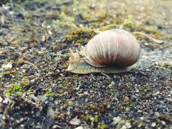 Close-up of snail