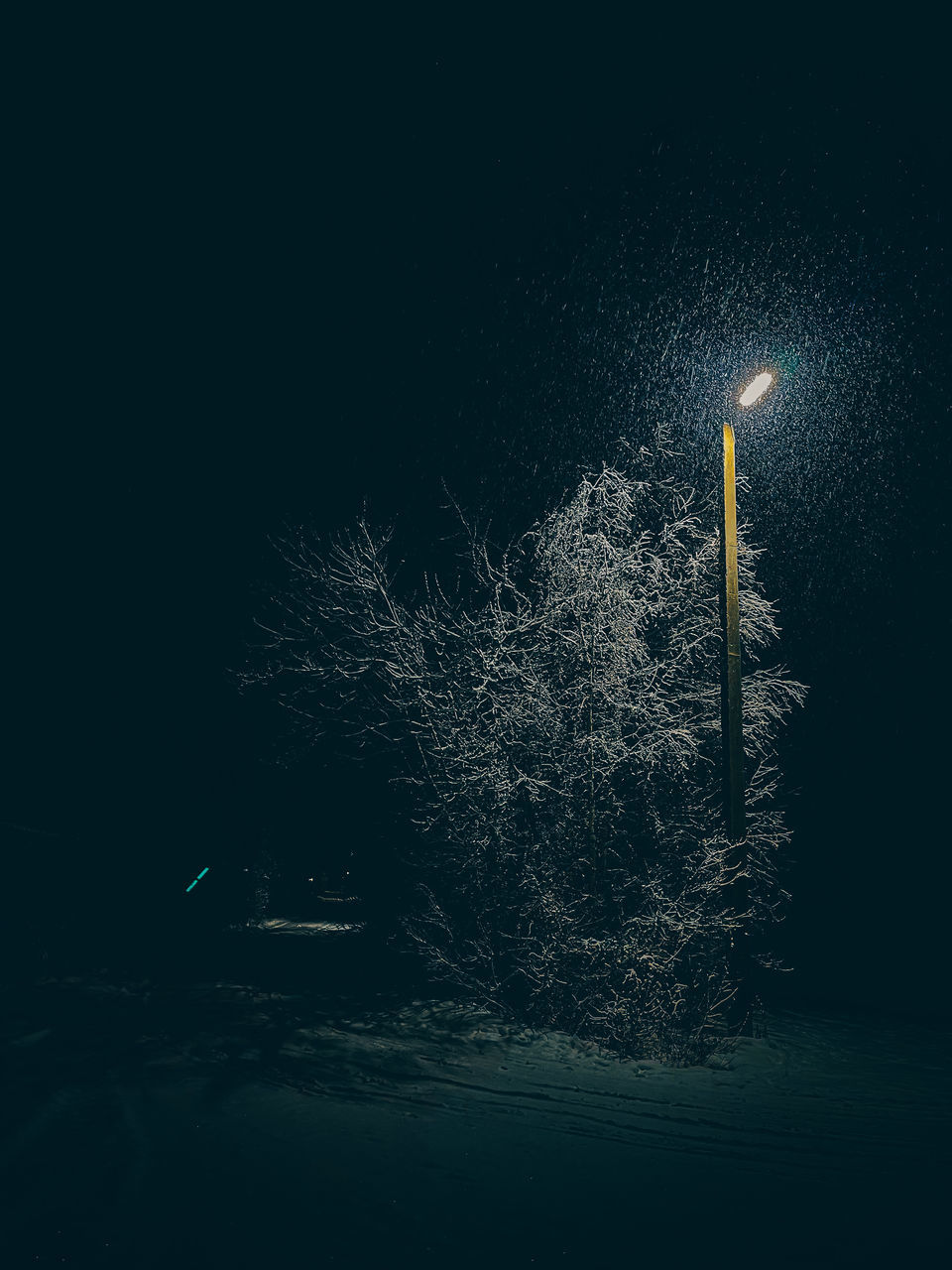 night, darkness, no people, illuminated, nature, moonlight, street light, light, lighting equipment, tree, sky, plant, outdoors, dark