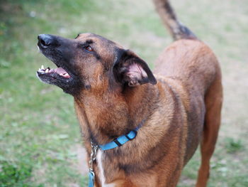 Close-up of dog looking away on field