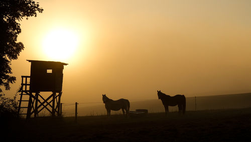 Silhouette horses on field against sky during sunrise in the harz mountains 