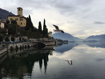 Birds in lake against buildings