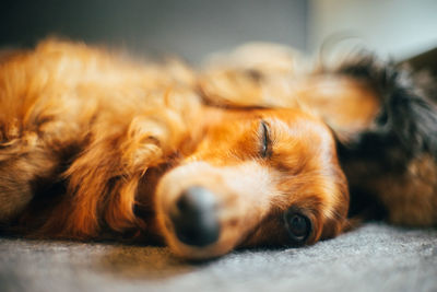 Close-up of dog sleeping