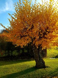 Trees in park during autumn