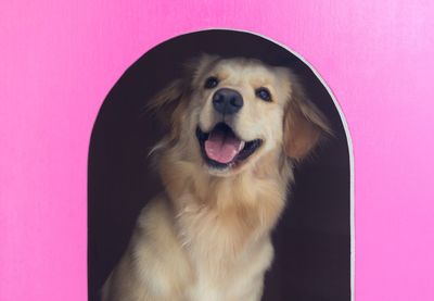 Close-up of dog against pink background