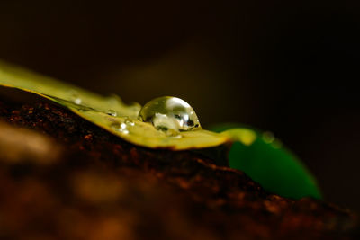 Close-up of a lizard on leaf