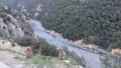 High angle view of horse on mountain road