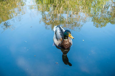 High angle view of duck swimming in lake