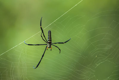 Golden silk orb weaving spider waiting on her web.