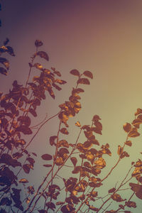 Low angle view of plants against clear sky