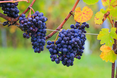 Close-up of grapes growing on tree