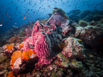 View of fish swimming in sea