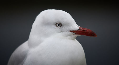 Close-up of seagull against black background