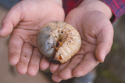 A child's hand holding a beetle larva.