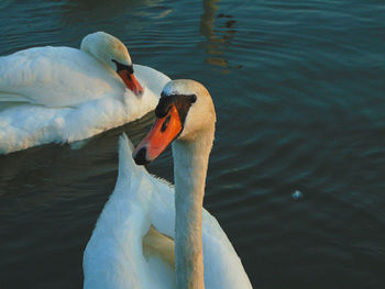Close-up of swan swimming on lake
