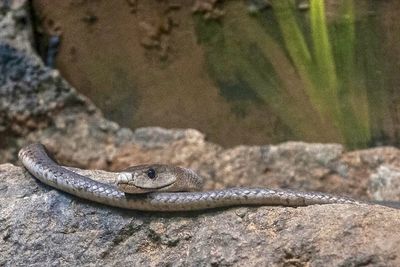 Snake on rock