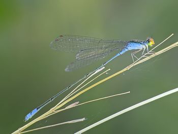 Close-up of dragonfly on plant