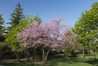 Pink cherry blossoms in park