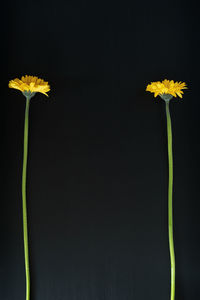 Close-up of yellow flowering plant against black background