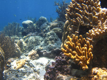 Close-up of coral in sea