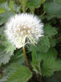 Close-up of dandelion flower