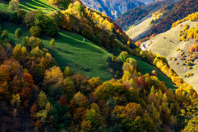 High angle view of trees on mountain