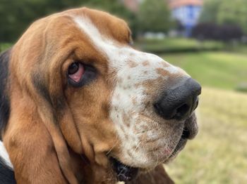 Close-up of dog looking away in the park