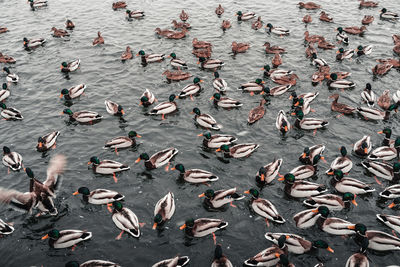 High angle view of birds swimming in sea. ducks
