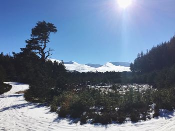 Sun shining through trees on snow covered landscape