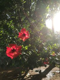 Close-up of red hibiscus blooming on tree