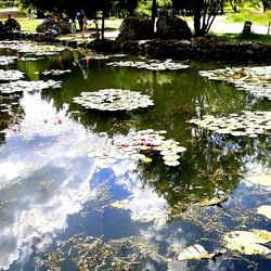 View of lotus water lily in pond