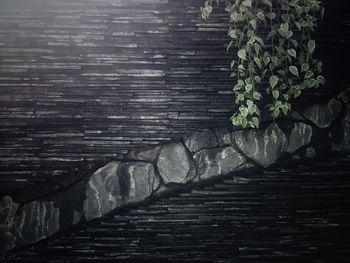 Steps amidst trees