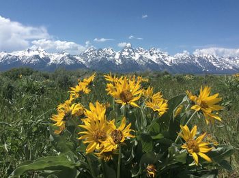 Yellow flowering plants on field against sky