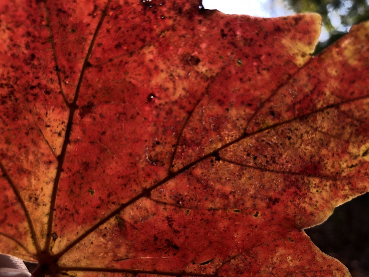 CLOSE-UP OF RED MAPLE LEAF ON TREE