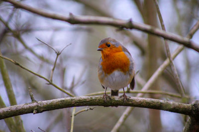 Robin perching on branch