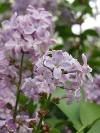 Close-up of purple flowers