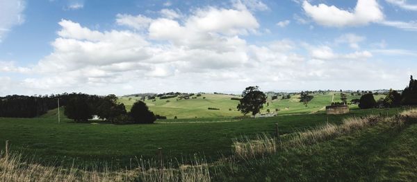 Cows grazing on field against sky