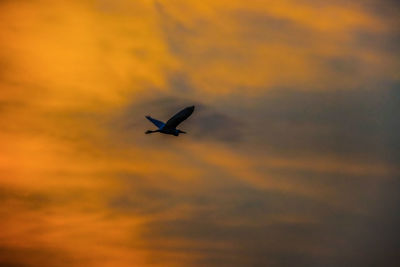 Low angle view of silhouette bird flying against orange sky