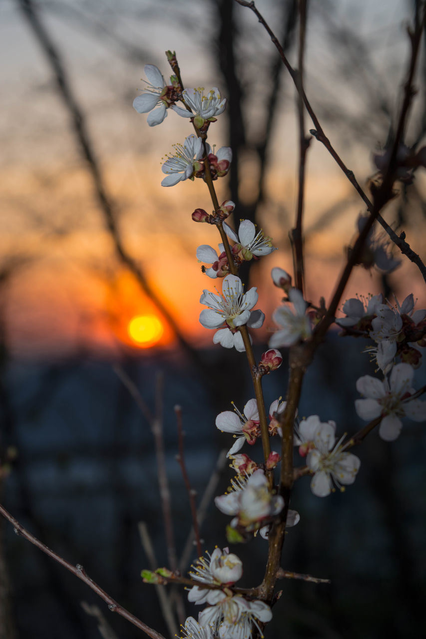 plant, branch, nature, spring, flower, tree, beauty in nature, flowering plant, leaf, blossom, autumn, freshness, focus on foreground, no people, macro photography, springtime, twig, growth, close-up, sunset, sunlight, outdoors, fruit, sky, fragility, food and drink, food, environment, cherry blossom, plant stem, dusk, twilight, landscape, tranquility, selective focus, botany, fruit tree, agriculture, day, plant part