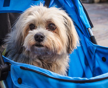 Close-up portrait of dog