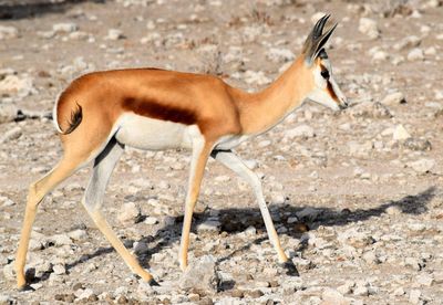 Side view of giraffe