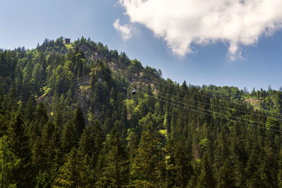 Scenic view of forest against sky