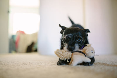 Small black dog bites her dog toy as she crouches down on the carpet