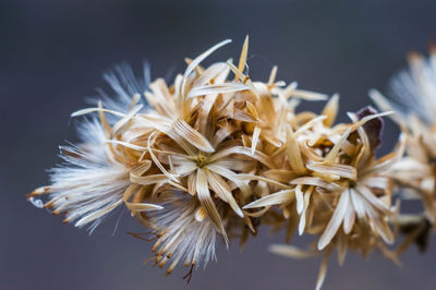 Close-up of flower against blurred background